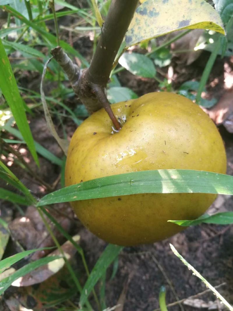 玉露香梨树苗红香酥梨苗0.8cm100~150cm