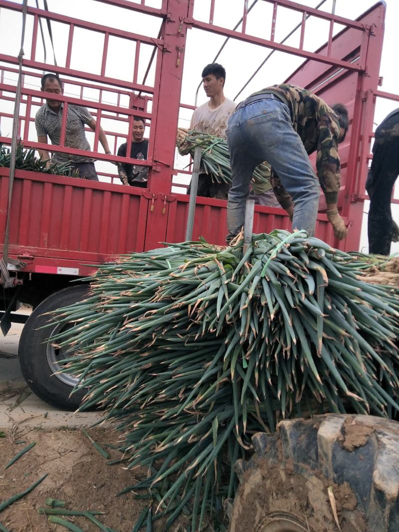 大葱毛葱大量供应有多种蔬菜