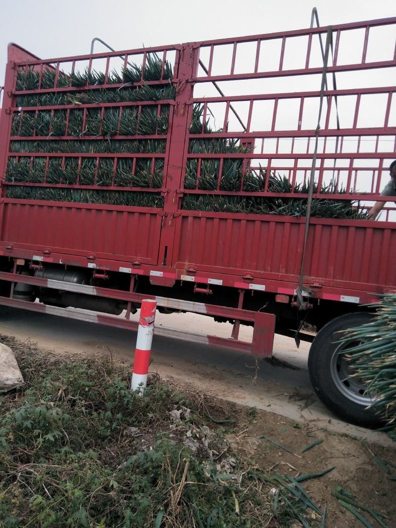大葱毛葱大量供应有多种蔬菜