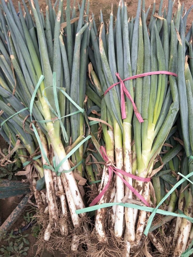 大葱毛葱大量供应有多种蔬菜