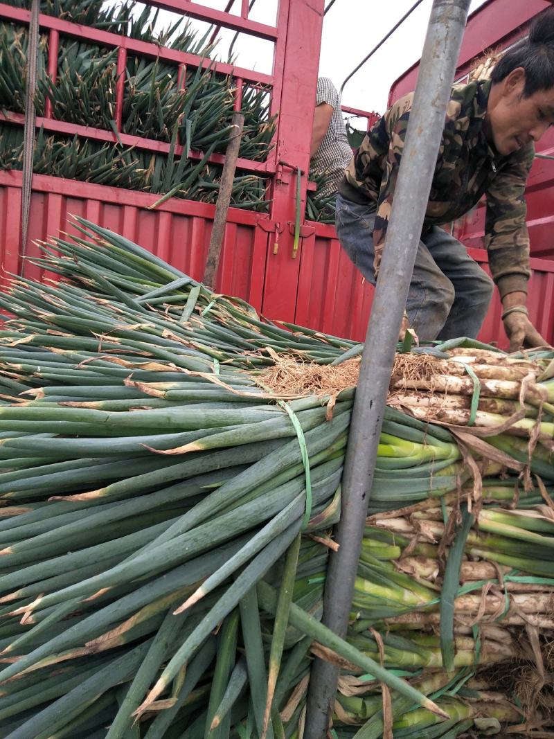 大葱毛葱大量供应有多种蔬菜