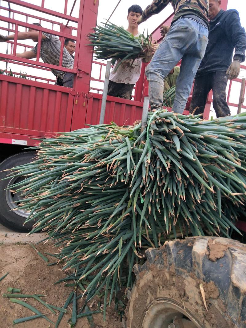 大葱毛葱大量供应有多种蔬菜