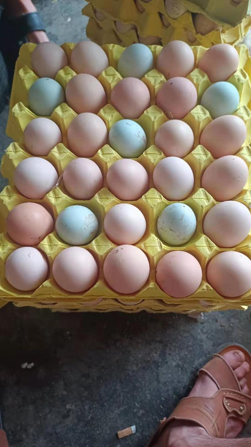 跑山鸡蛋全部放养。。