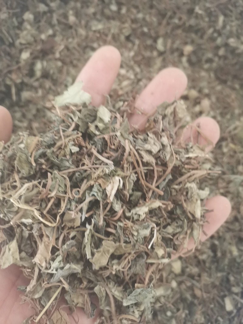 金钱草小叶金钱草无土无杂