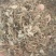 金钱草小叶金钱草无土无杂