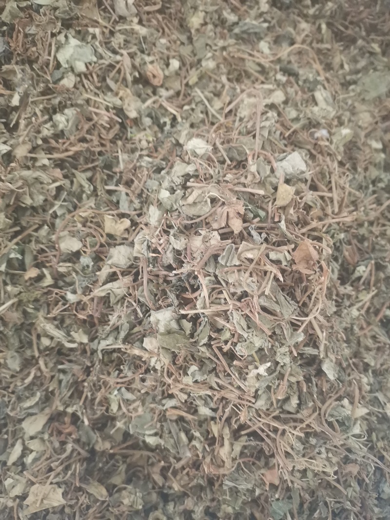 金钱草小叶金钱草无土无杂