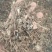 金钱草小叶金钱草无土无杂
