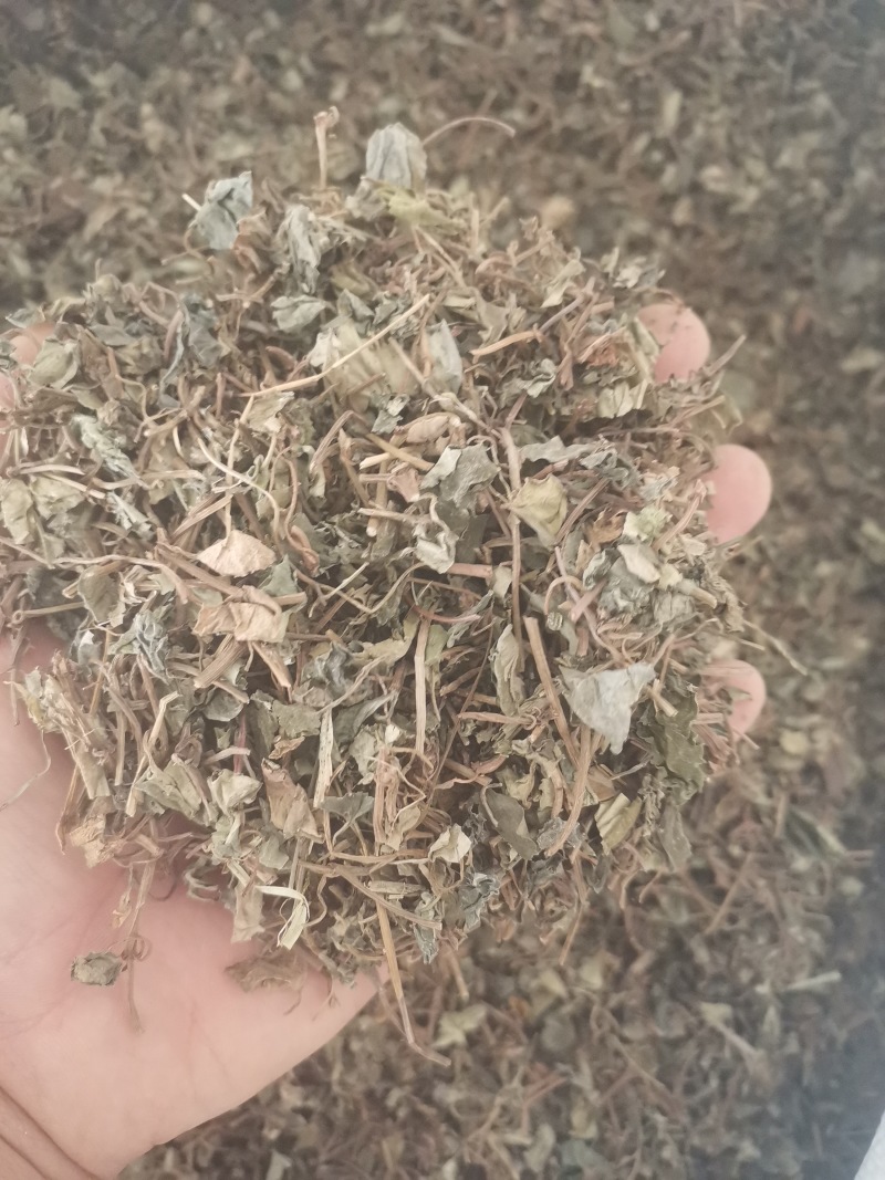 金钱草小叶金钱草无土无杂
