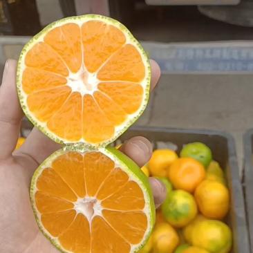湖南蜜橘大量上市自然黄口感甜水分足质量保证