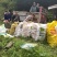 四川屏山县龙华镇么禾笋干产地直供批发零售