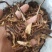 骨碎补正品好货含量高货干无杂