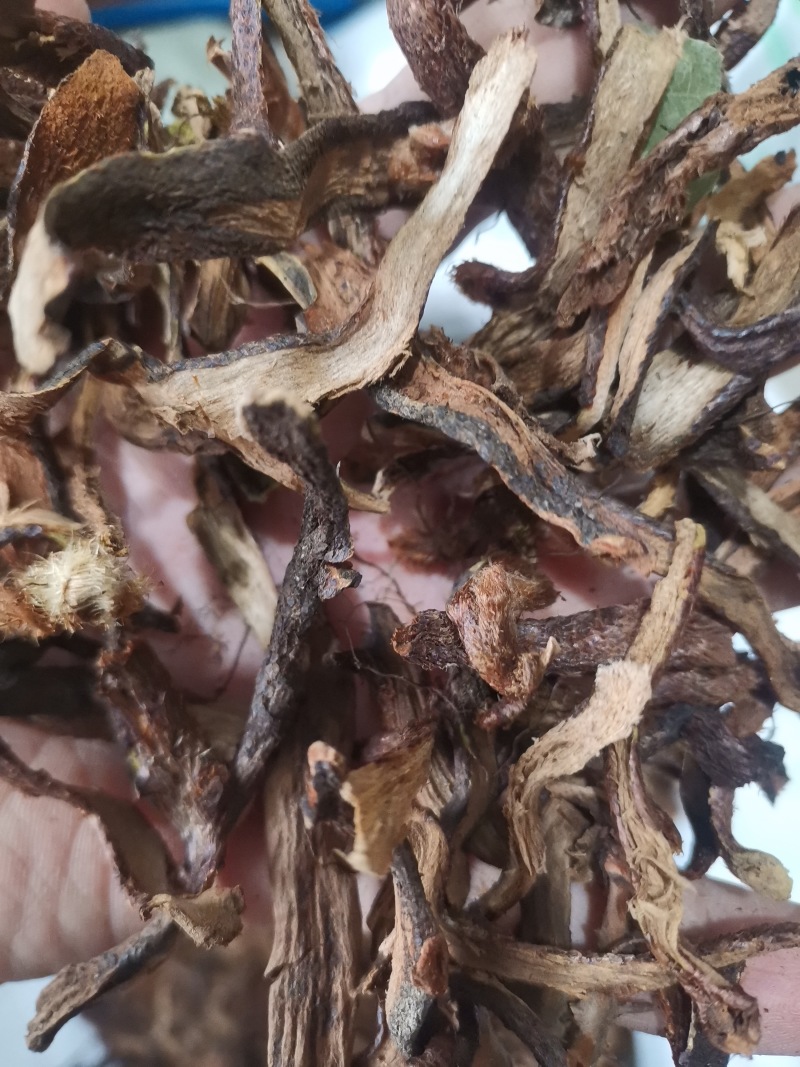 骨碎补正品好货含量高货干无杂