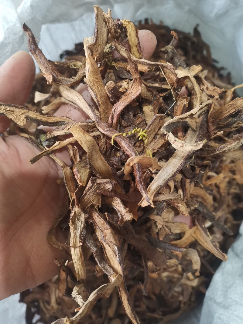 骨碎补正品好货含量高货干无杂