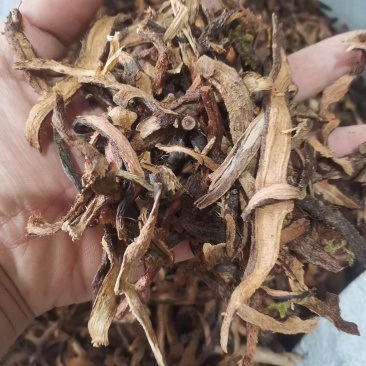 骨碎补正品好货含量高货干无杂