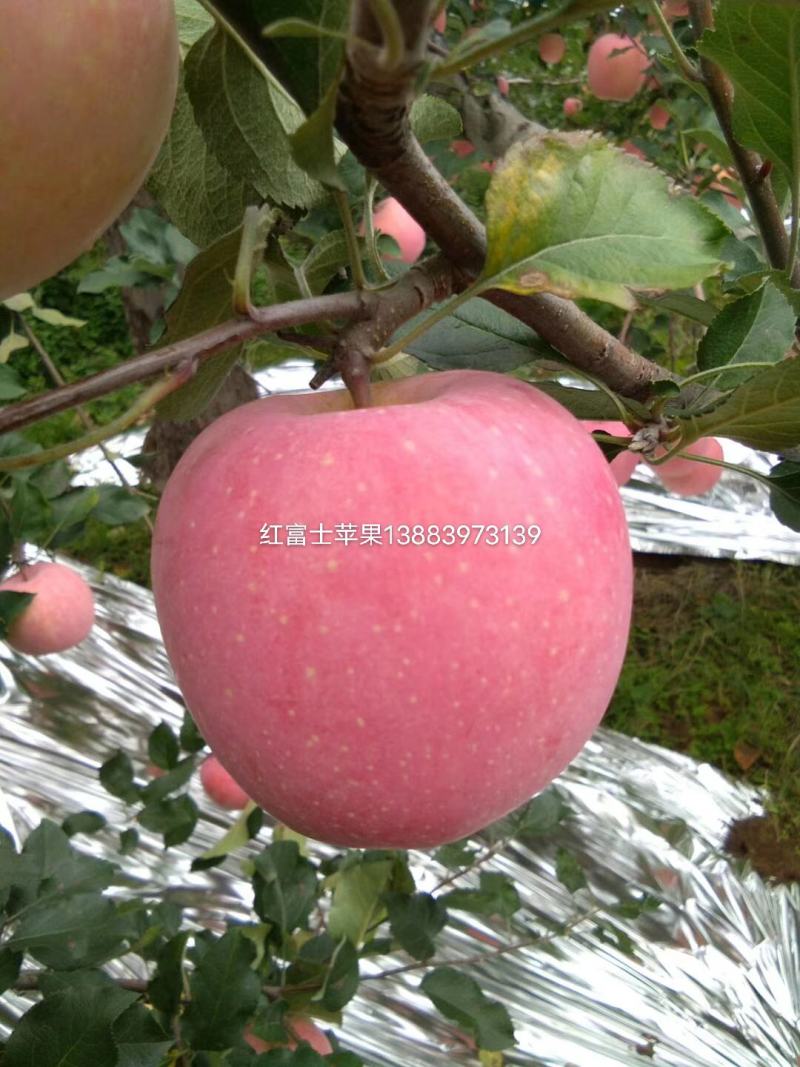 高原红富士苹果
