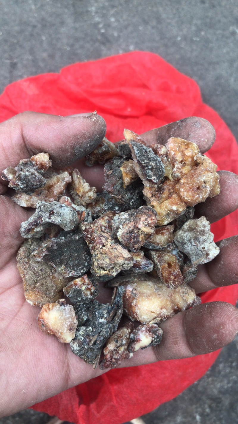 天然林松脂油松脂，云杉脂，精品干货，半干货