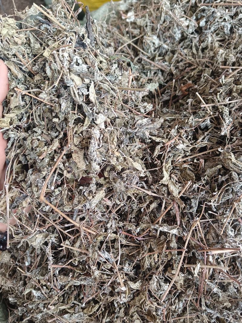 藤茶别名白茶溪黄茶甘露藤茶龙须茶莓茶茶叶