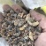 天然林松脂油松脂，云杉脂，精品干货，半干货