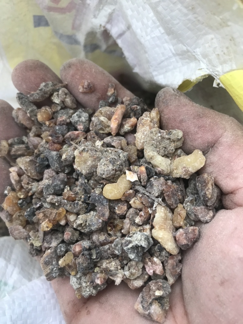 天然林松脂油松脂，云杉脂，精品干货，半干货