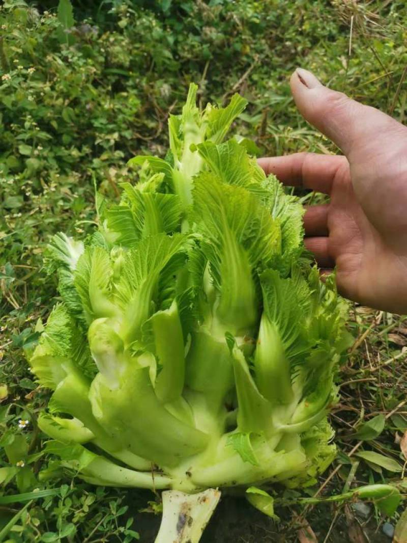 四川儿菜