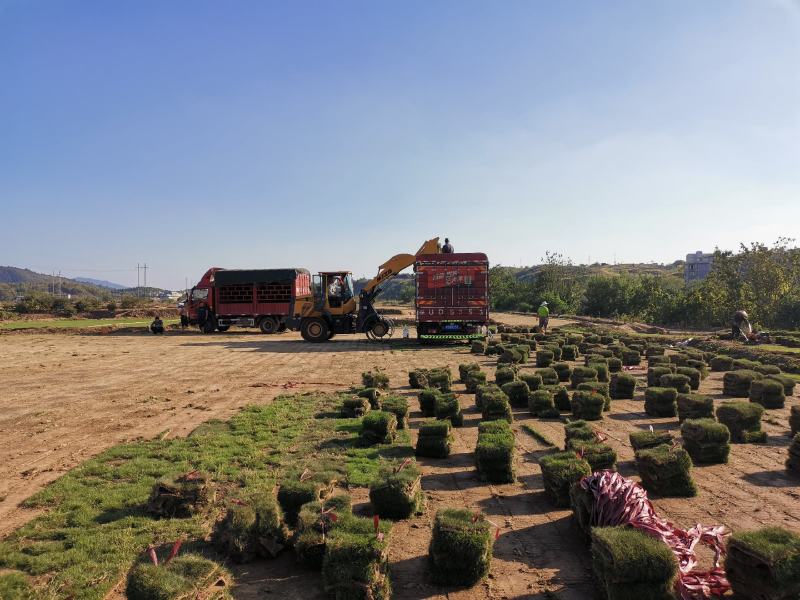 【优质精选】马尼拉草皮基地直供兰引三号百慕大草卷规格齐全