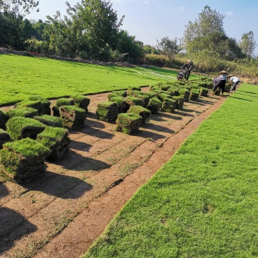 【优质精选】马尼拉草皮基地直供兰引三号百慕大草卷规格齐全