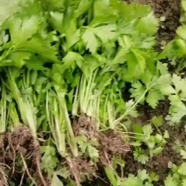 济南芹l菜苗