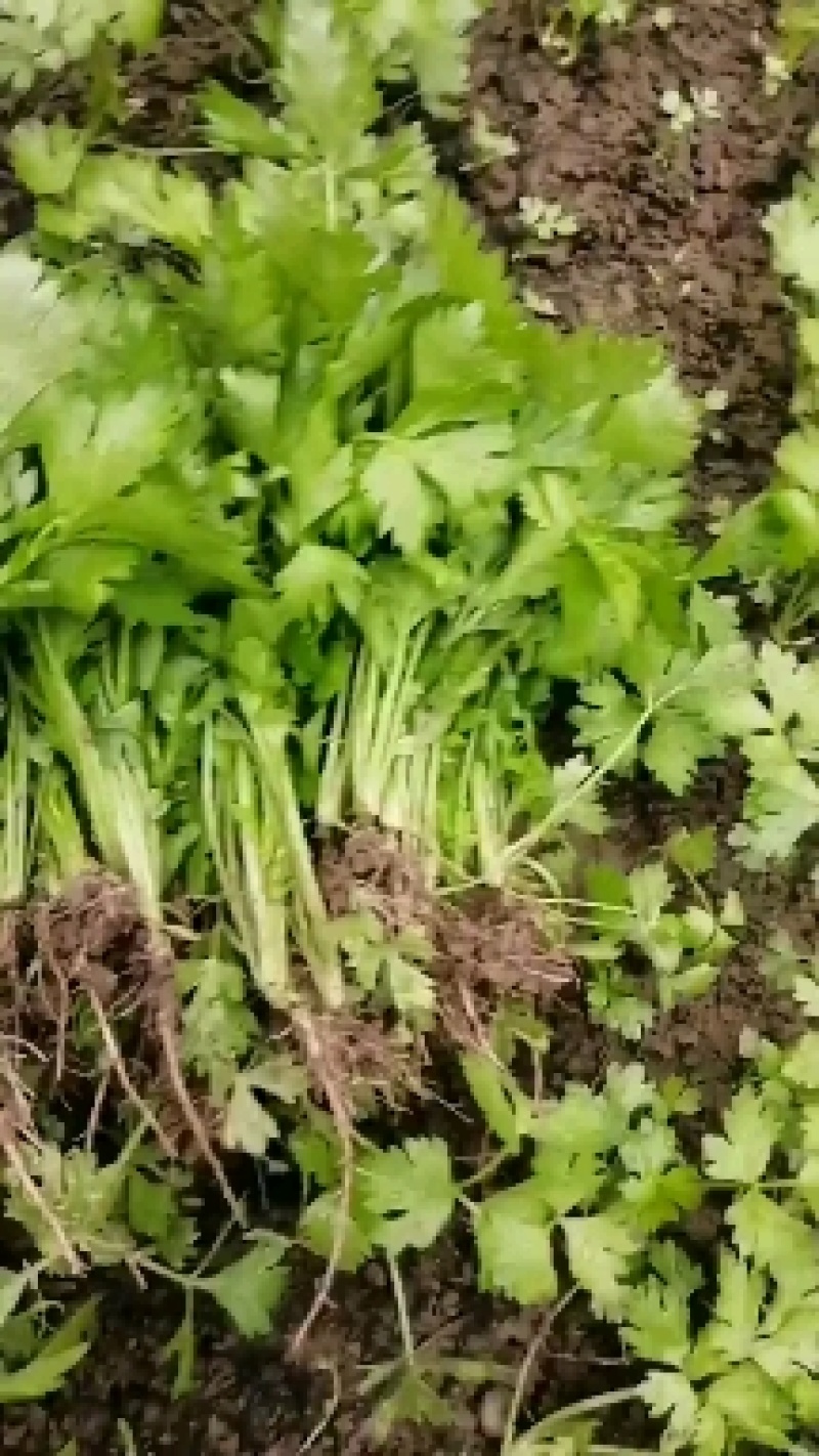 济南芹l菜苗