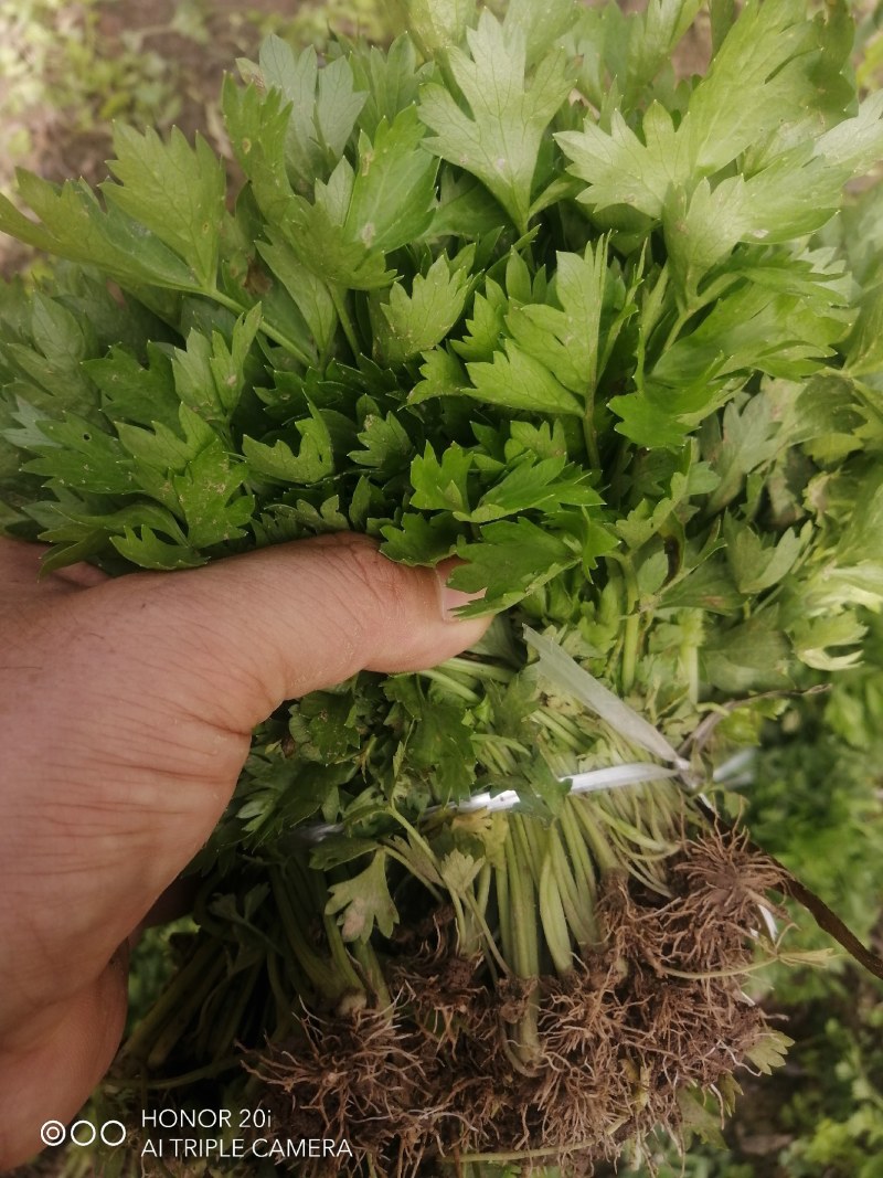 济南芹l菜苗