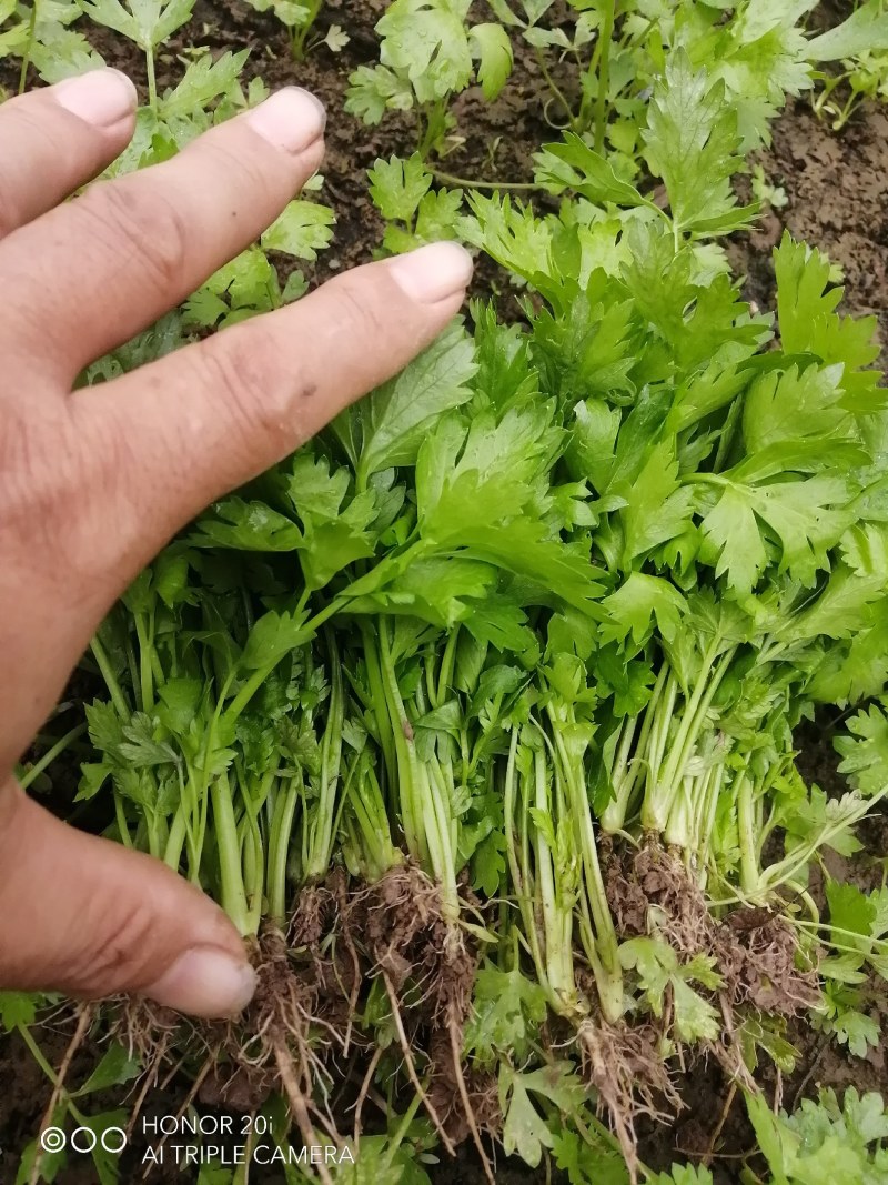 济南芹l菜苗