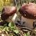 大球盖菇（赤松茸）菌种母种原种栽培种