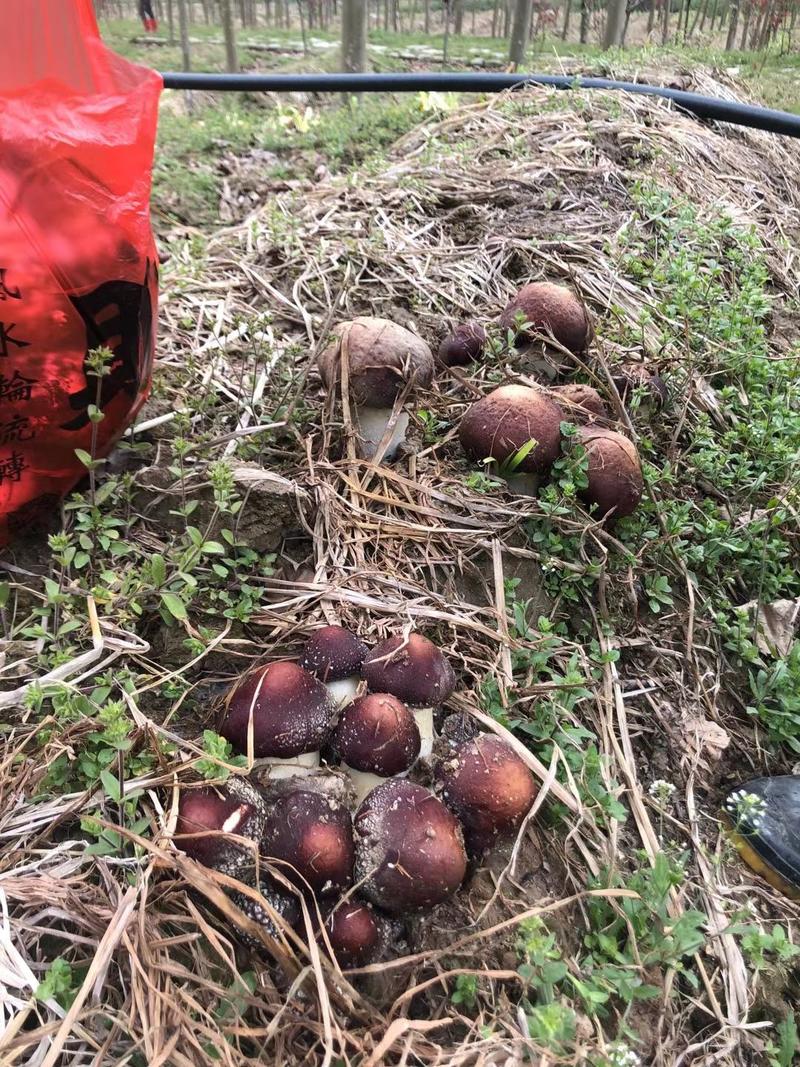 大球盖菇（赤松茸）菌种母种原种栽培种