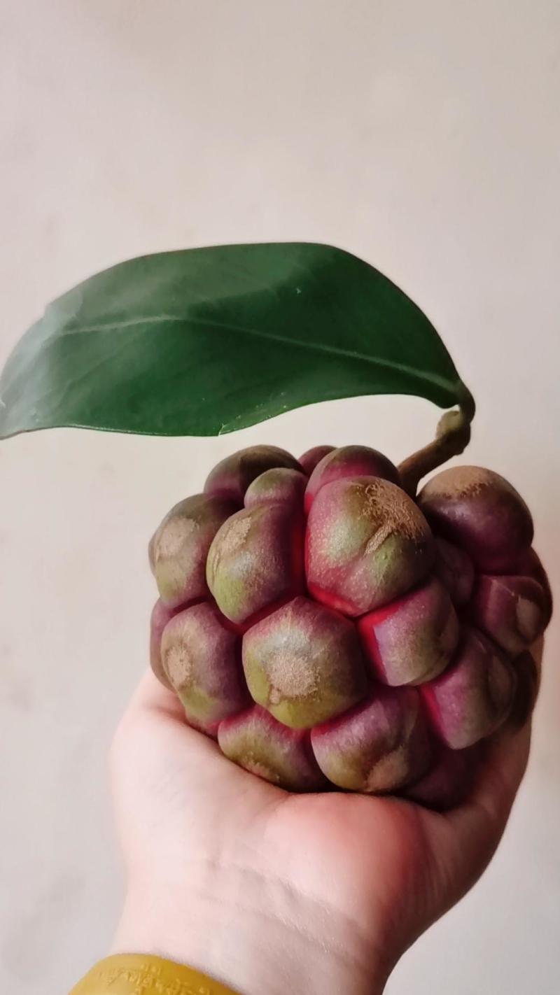 布福娜黑老虎一件代发顺丰包邮包售后