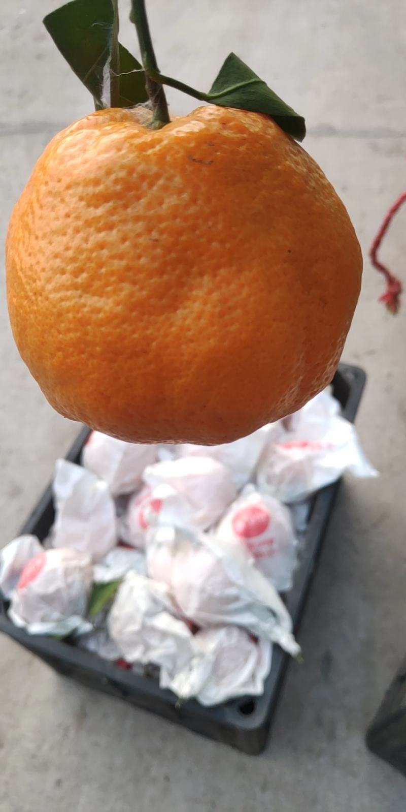 又大又甜的柑桔
