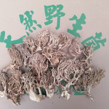 扫把菌，珊瑚菌，鹿茸菌