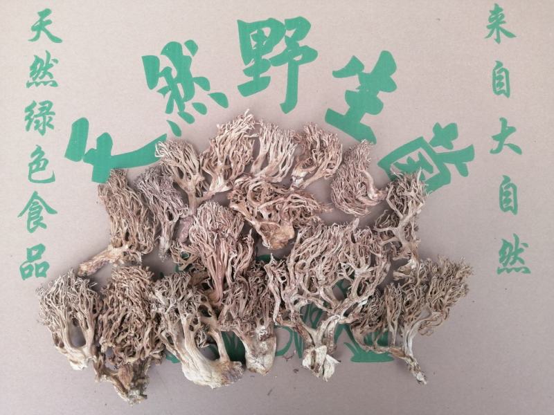 扫把菌，珊瑚菌，鹿茸菌