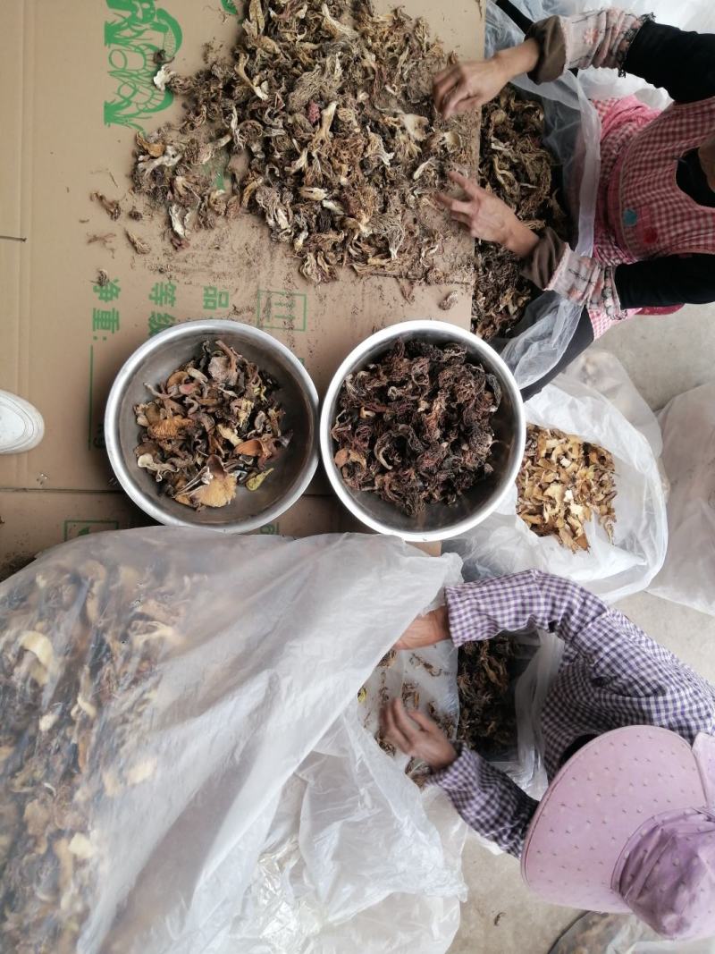 扫把菌，珊瑚菌，鹿茸菌