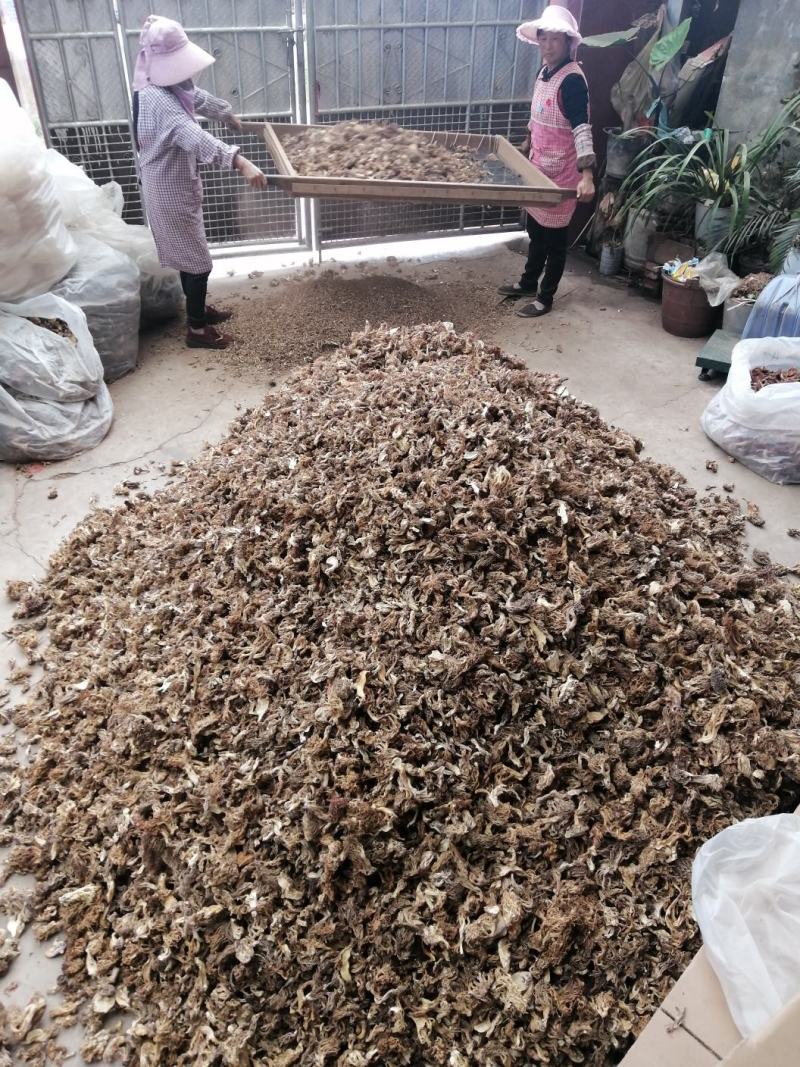 扫把菌，珊瑚菌，鹿茸菌