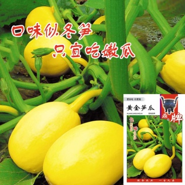 鼎牌黄金笋瓜特早熟南瓜种子口感似冬笋专吃嫩瓜