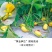 鼎牌黄金笋瓜特早熟南瓜种子口感似冬笋专吃嫩瓜