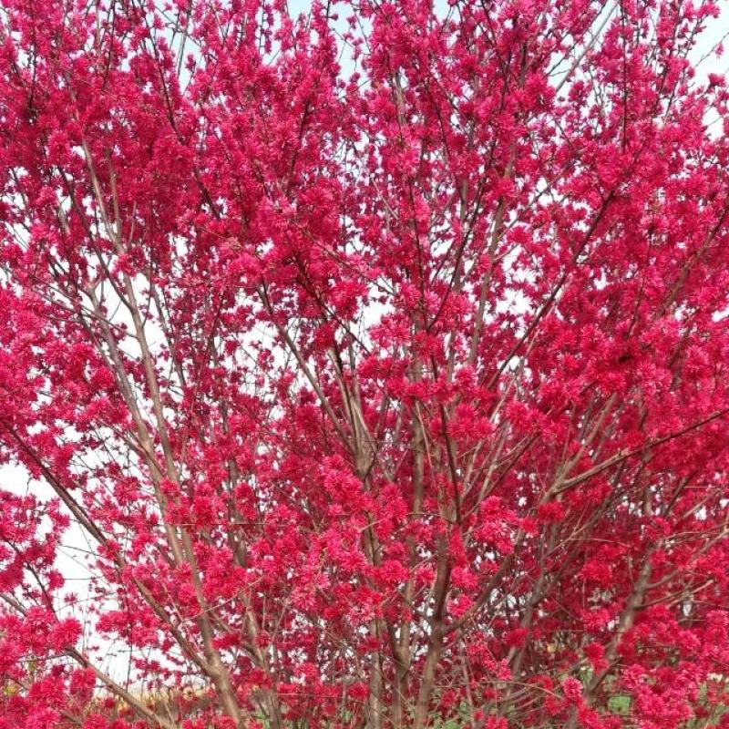 菊花碧桃，一手货源，无中间赚差价，河南鄢陵货源