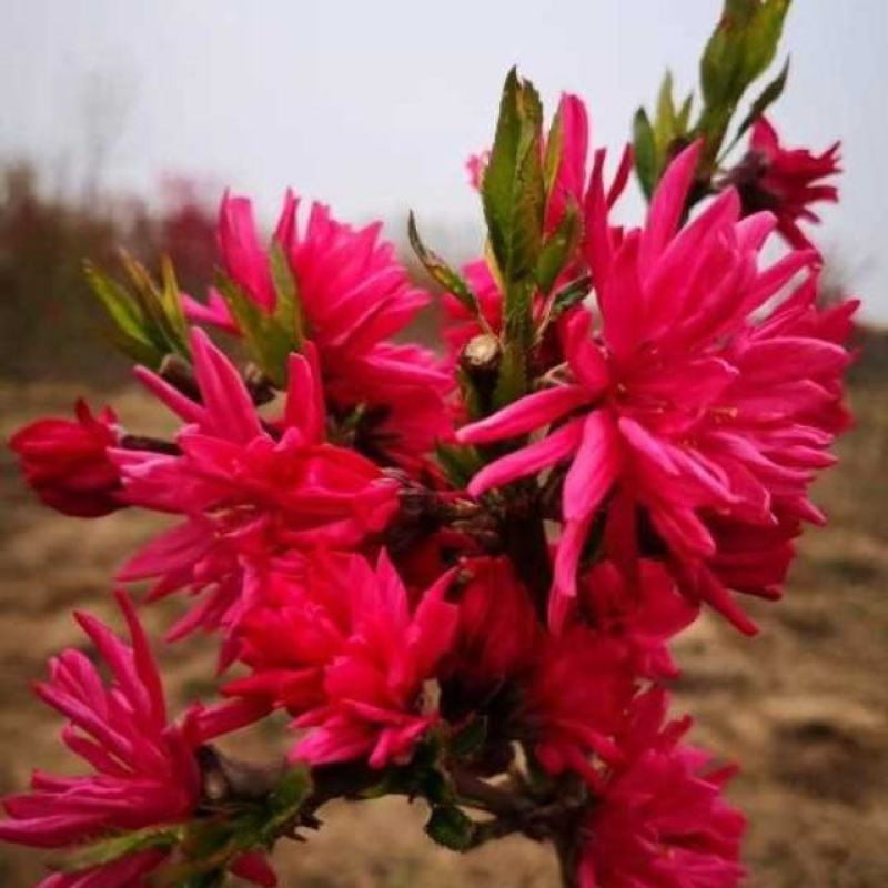菊花碧桃，一手货源，无中间赚差价，河南鄢陵货源