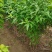 菊花碧桃，一手货源，无中间赚差价，河南鄢陵货源