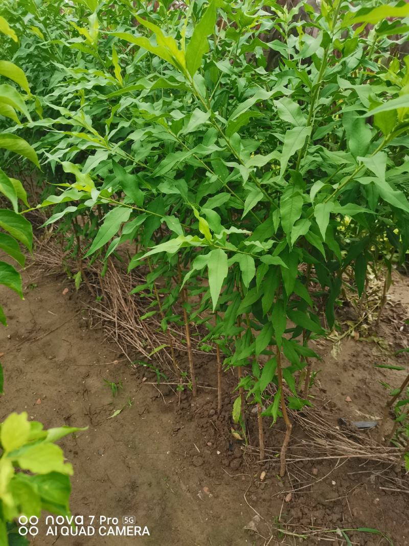 菊花碧桃，一手货源，无中间赚差价，河南鄢陵货源