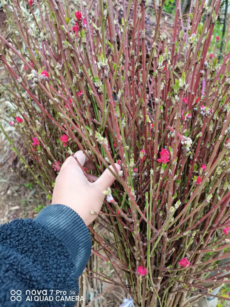 菊花碧桃，一手货源，无中间赚差价，河南鄢陵货源