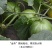 鼎牌金帝甜瓜种子早熟薄皮，高品质口感脆甜