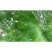 进口真鼠茅草种子正宗抑制杂草除果园绿肥耐寒性强秋播批发