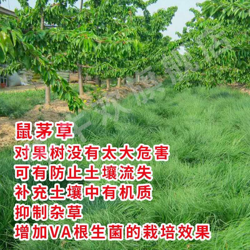 进口真鼠茅草种子正宗抑制杂草除果园绿肥耐寒性强秋播批发