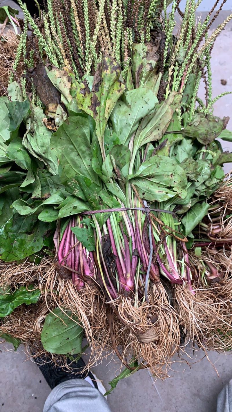 野生车前草车前菜茶药材干货干净全草整棵含量高无硫