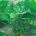 绿健南瓜种子，定向选育专吃南瓜茎叶清爽无涩味口感微甜